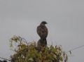 Buteo buteo vulpinus